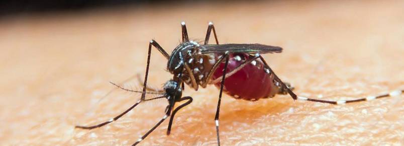 Ministério da Saúde lança campanha contra malária
